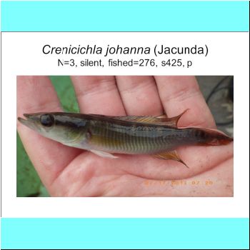 Crenicichla johanna.png